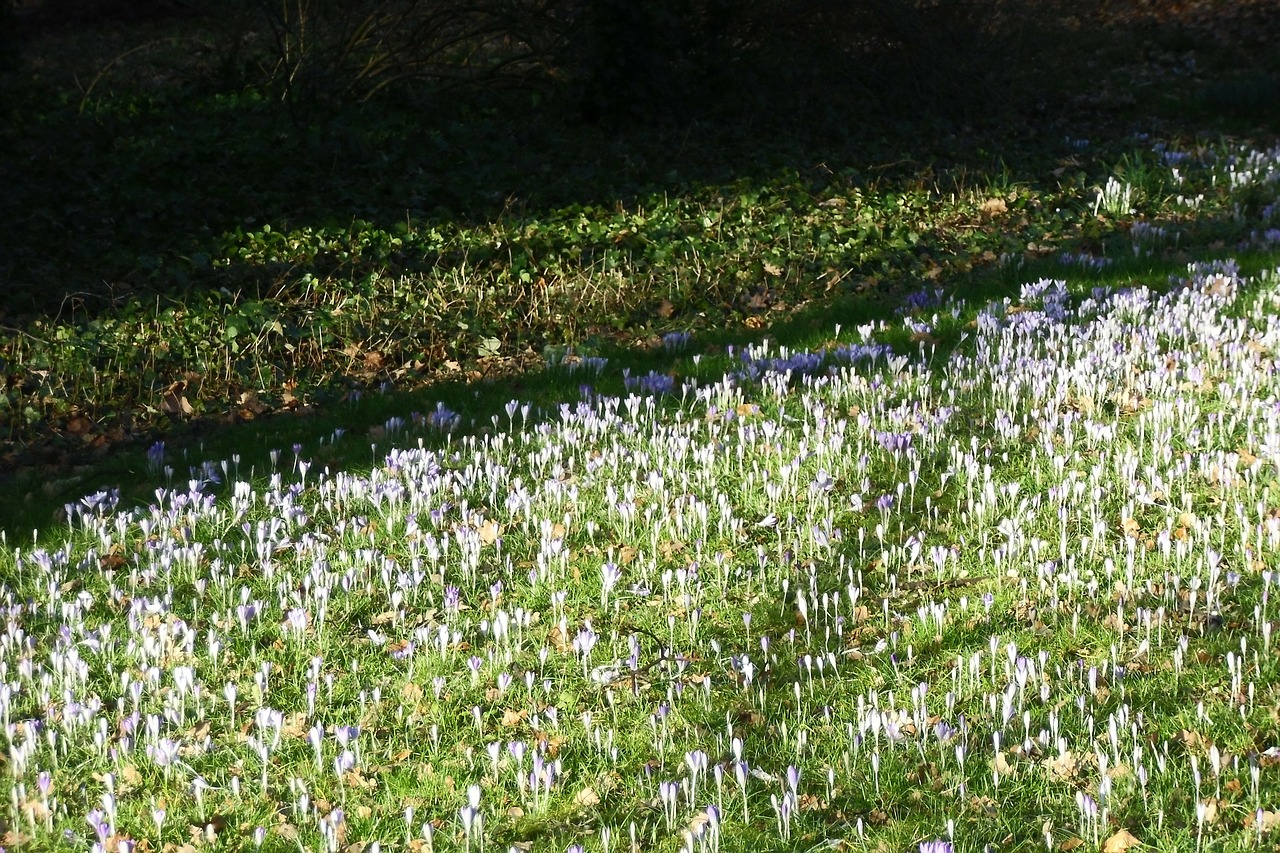 crocus meadow spring meadow free photo