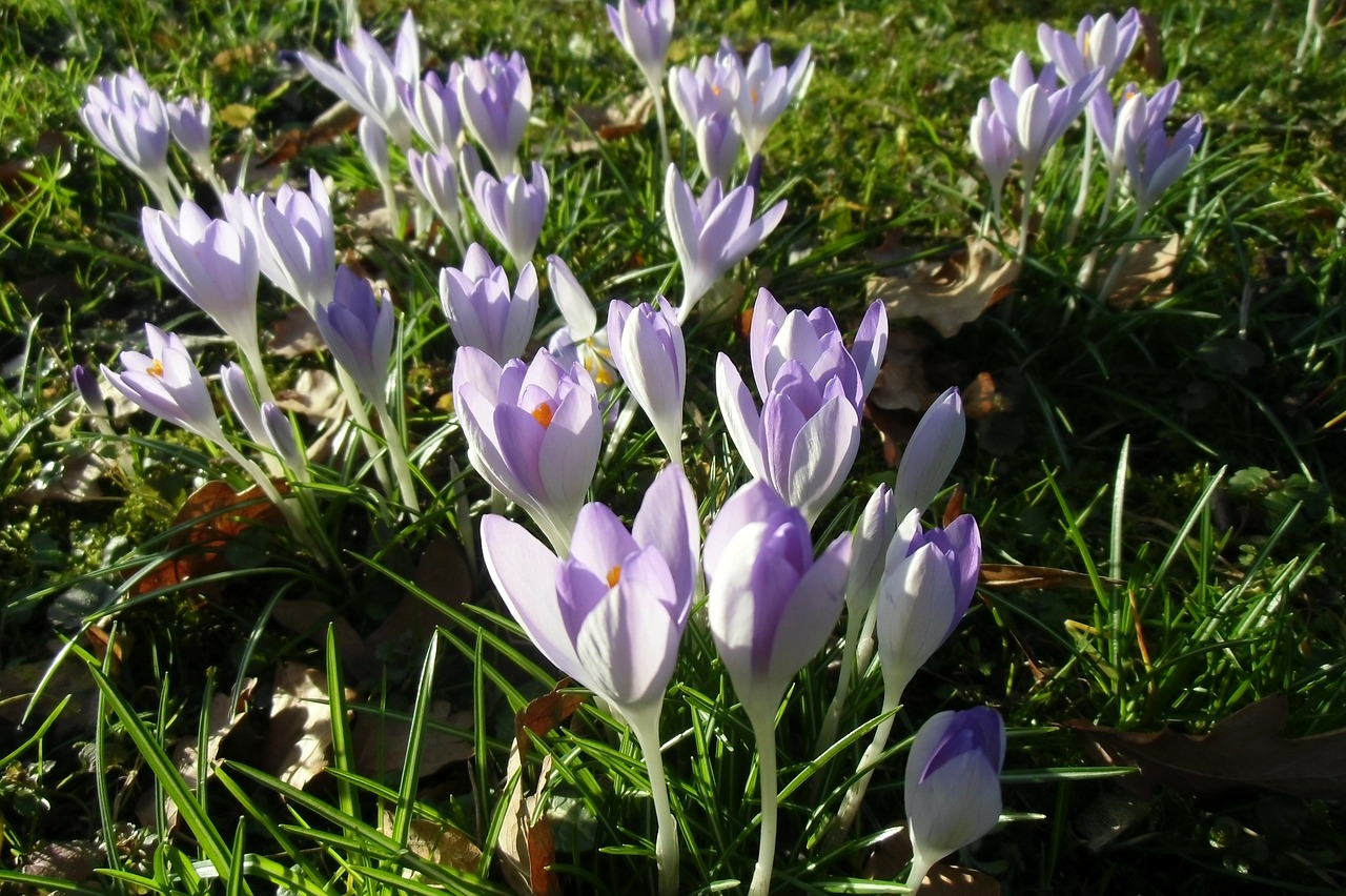 crocus meadow spring meadow free photo