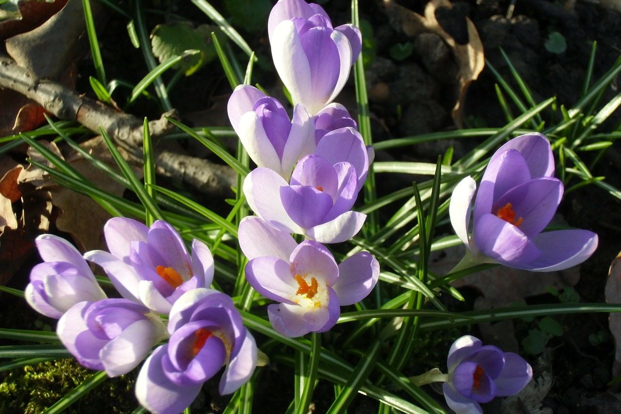 crocus meadow spring meadow free photo