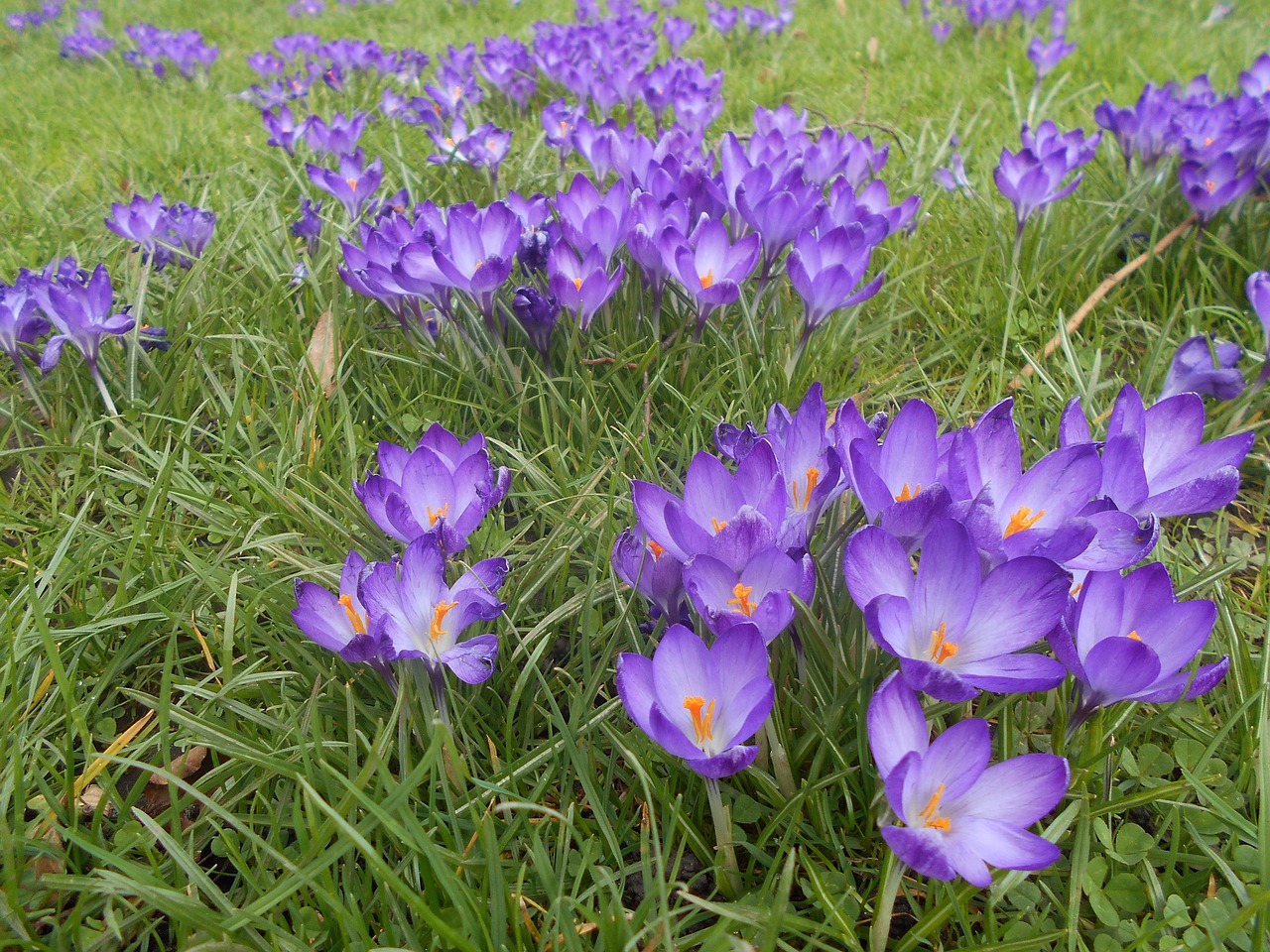 crocus flower spring free photo