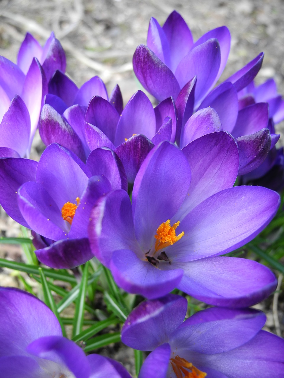 crocus crocus purple flowers free photo