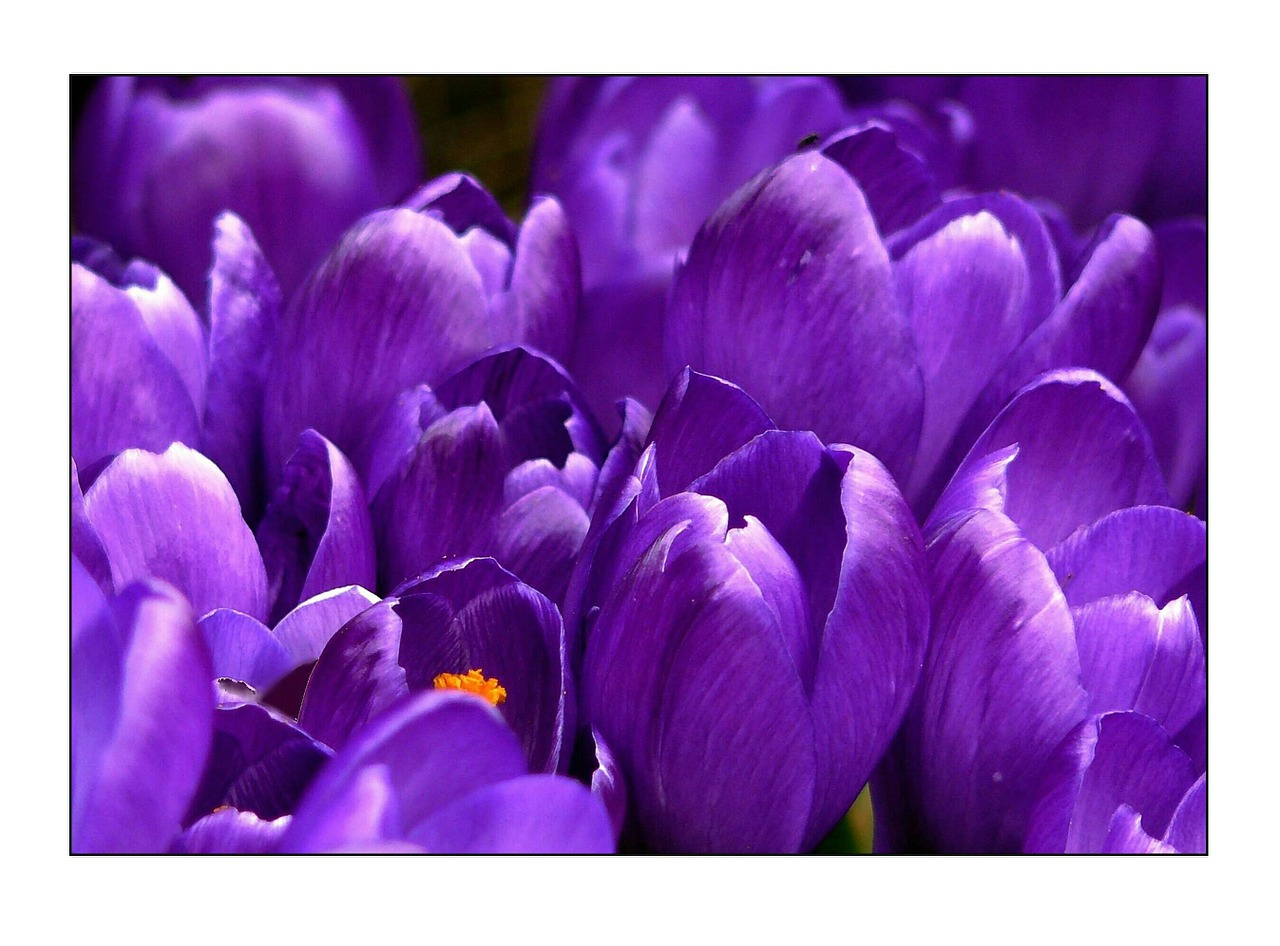 crocus flower spring free photo