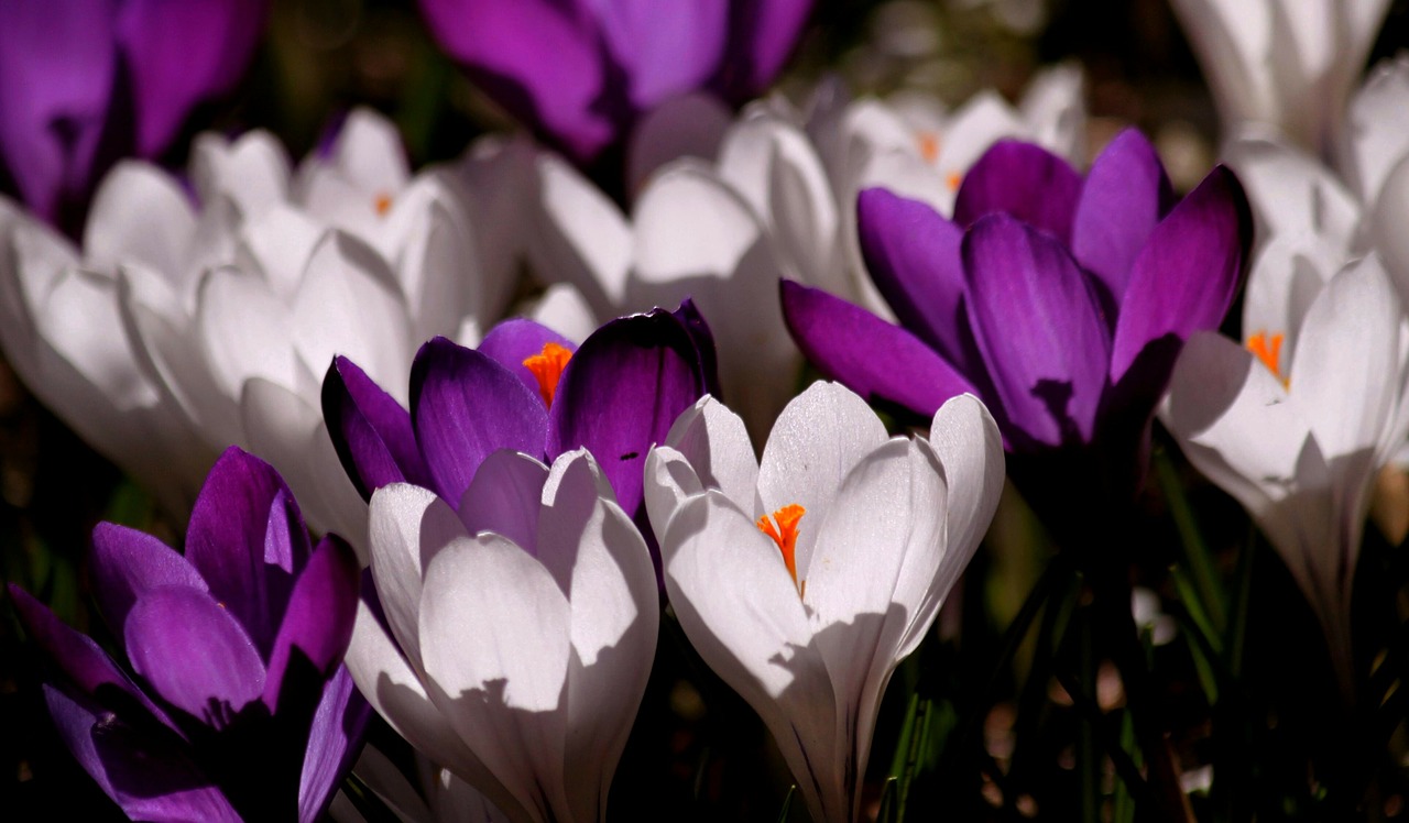 crocus flower spring free photo