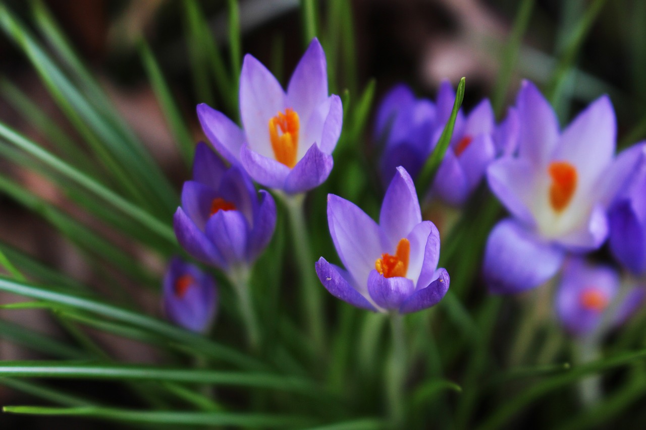 crocus flower blossom free photo