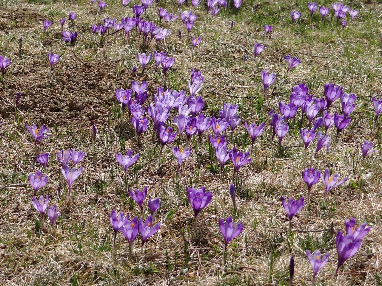 crocus crocus sativus flowering plant free photo