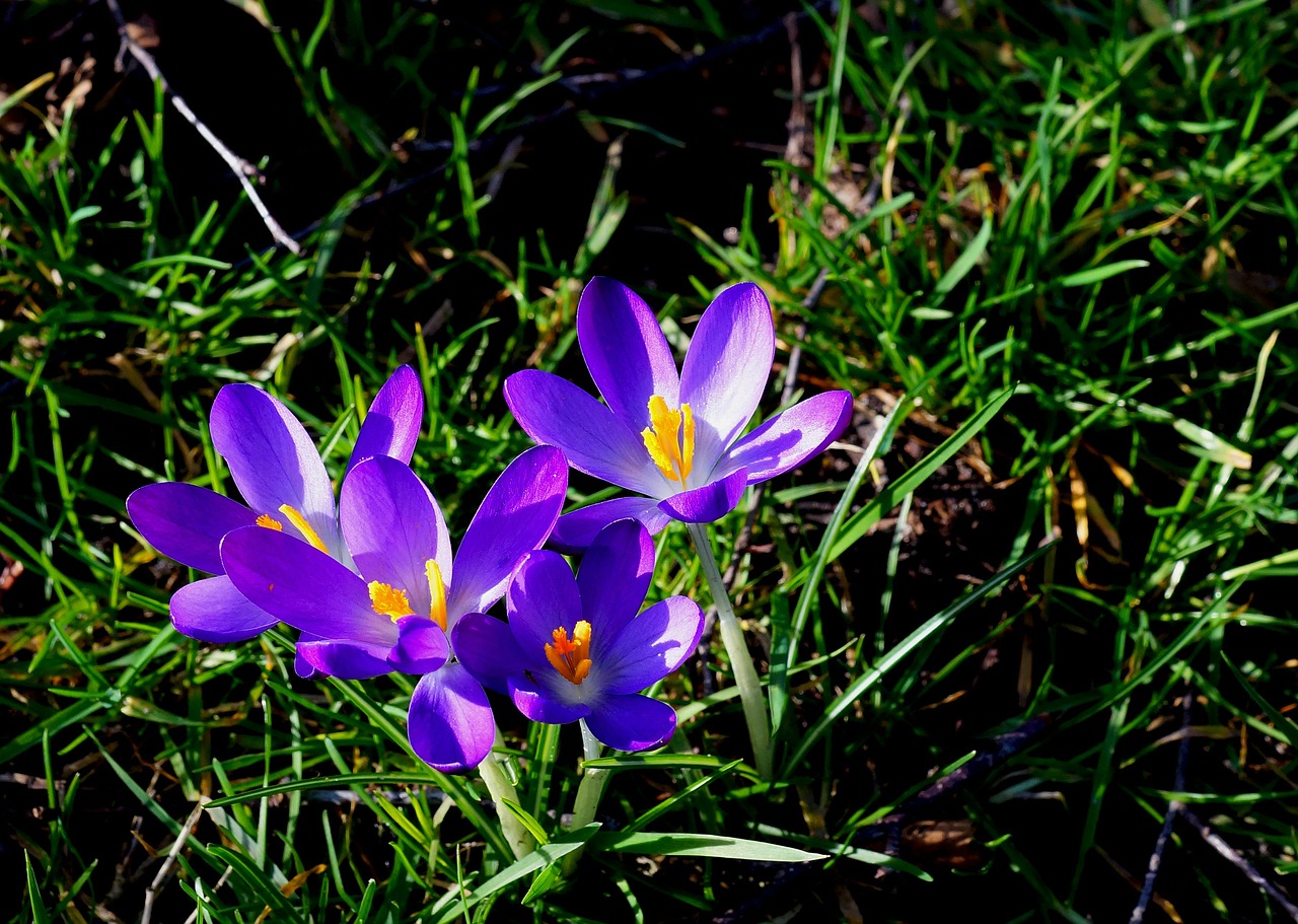 crocus blue blossom free photo