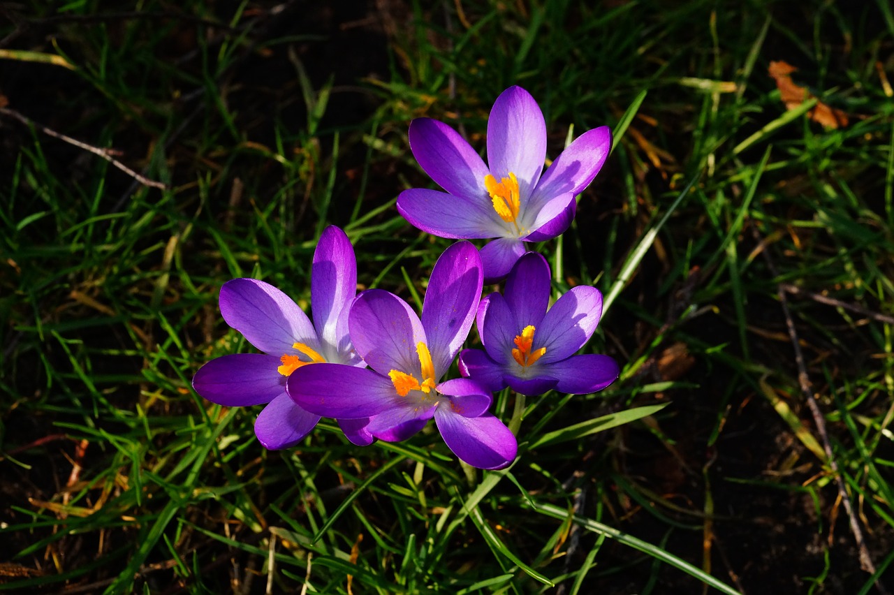 crocus purple flowers free photo