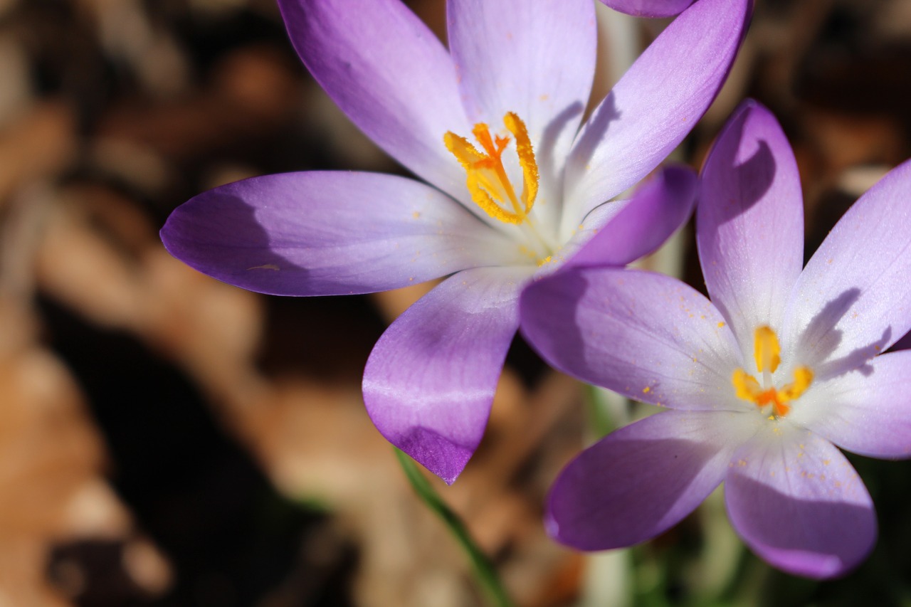 crocus purple white free photo