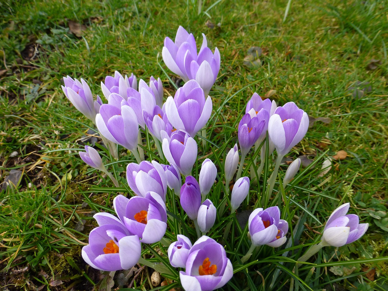 crocus flower spring free photo