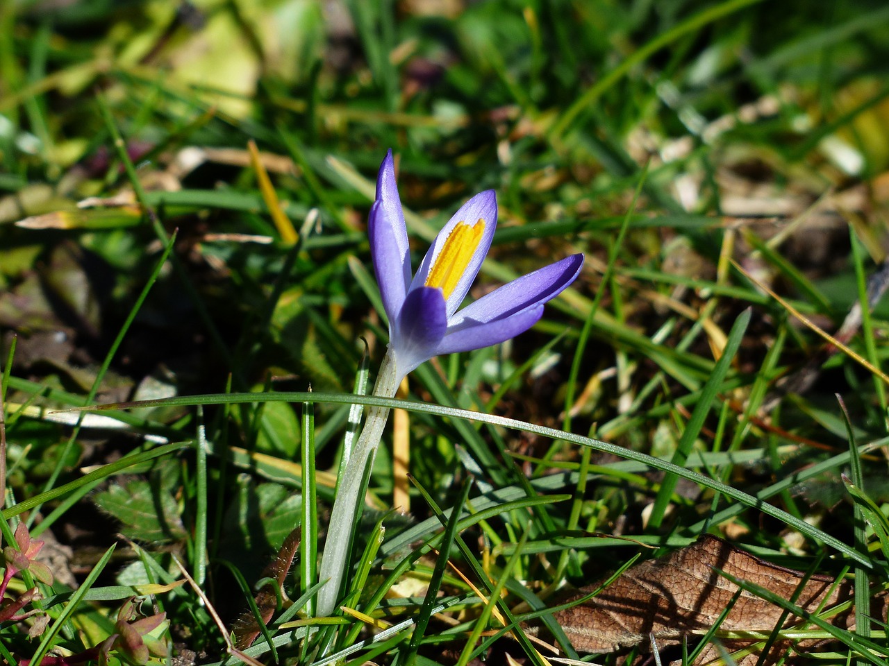 crocus blossom bloom free photo