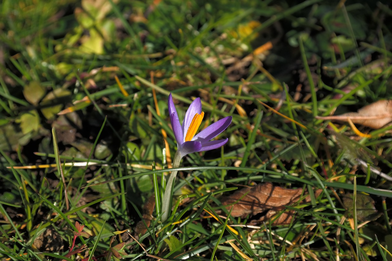 crocus blossom bloom free photo