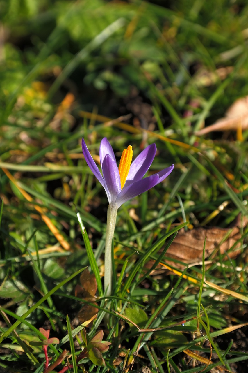 crocus blossom bloom free photo