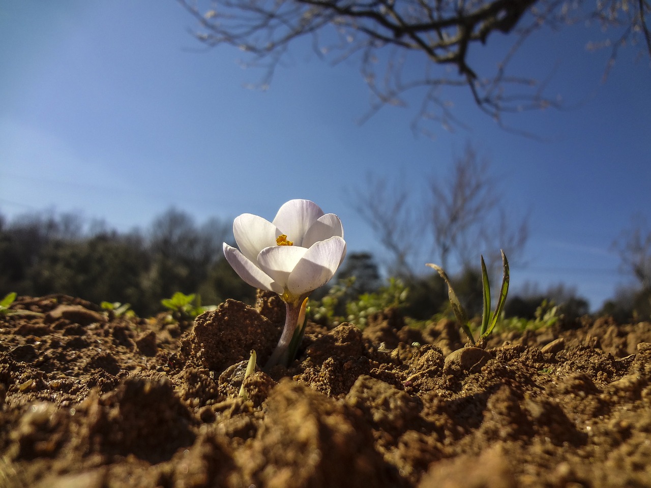 crocus flower garden free photo