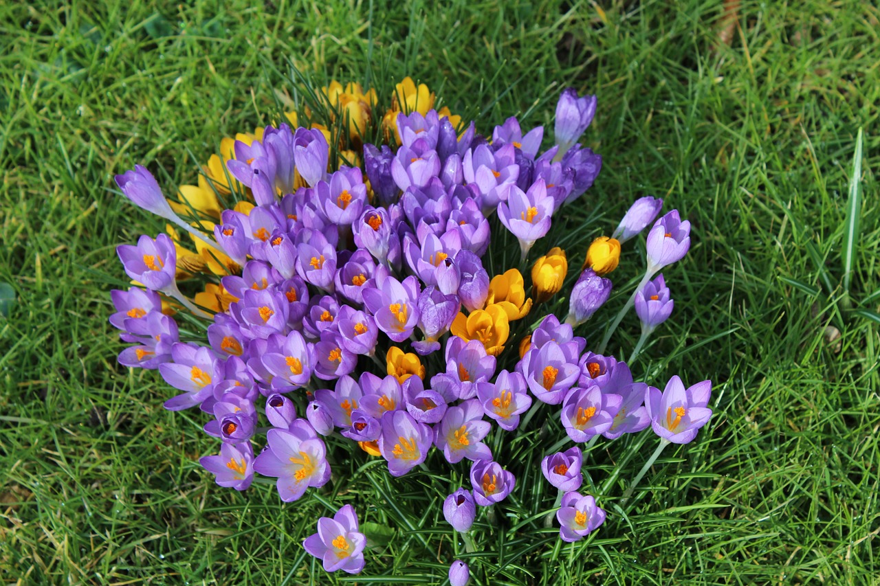 crocus purple yellow free photo