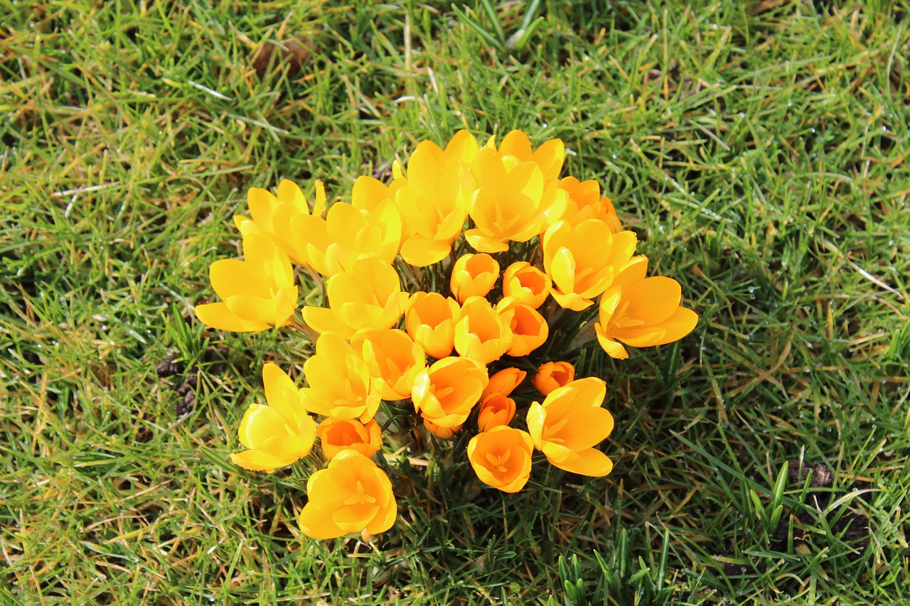 crocus yellow flowers free photo