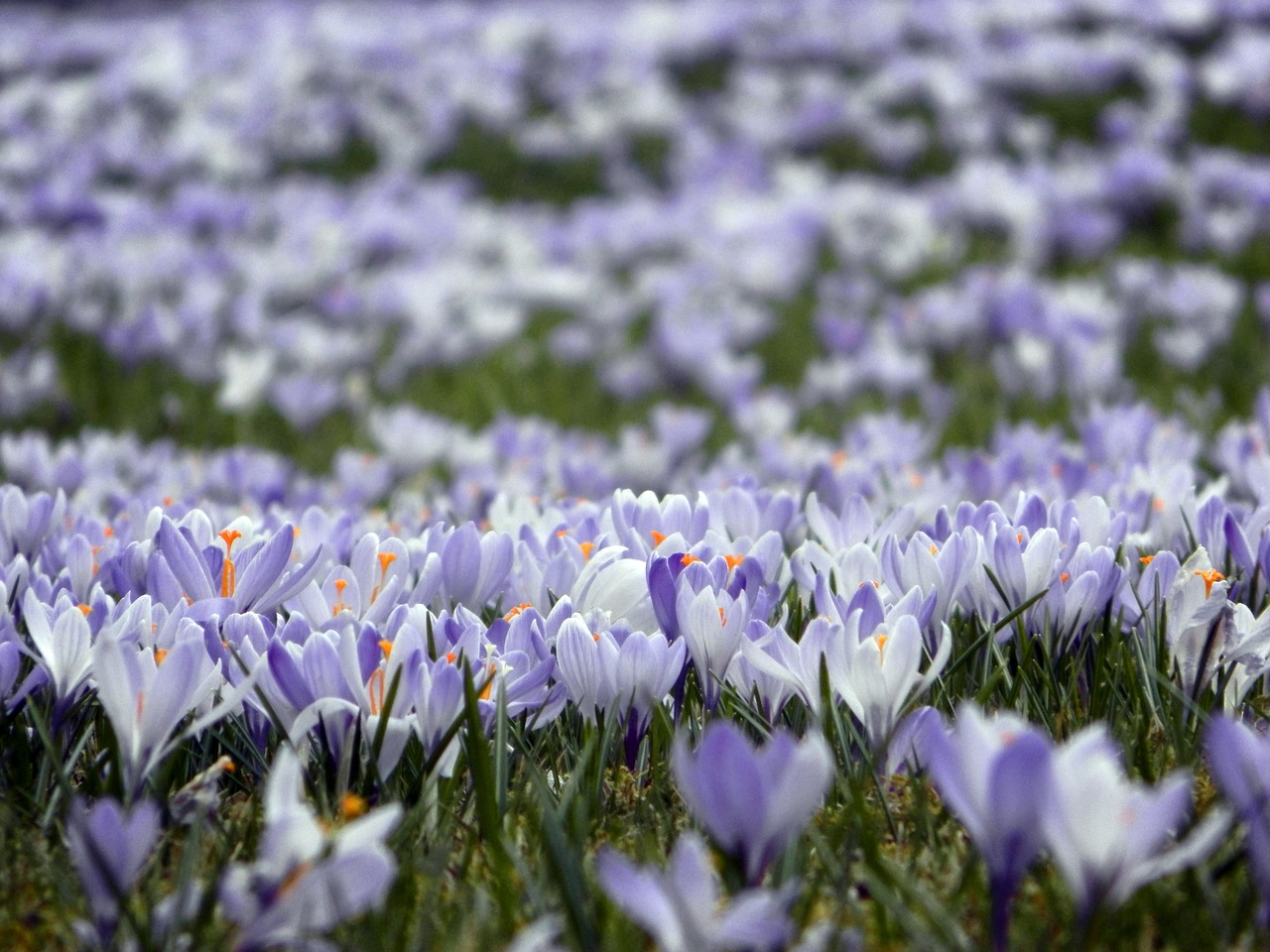 crocus nature meadow free photo