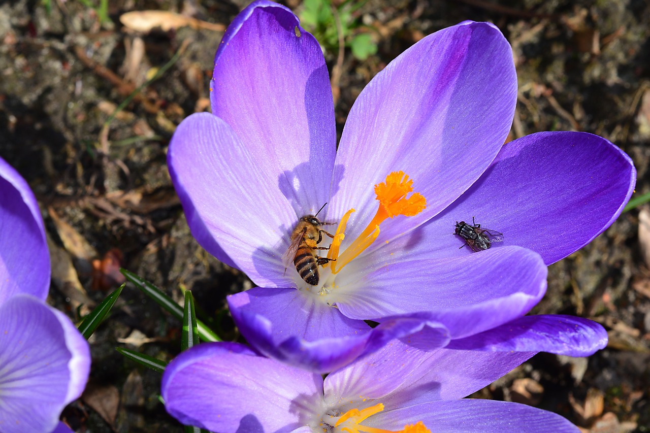 crocus flower blossom free photo