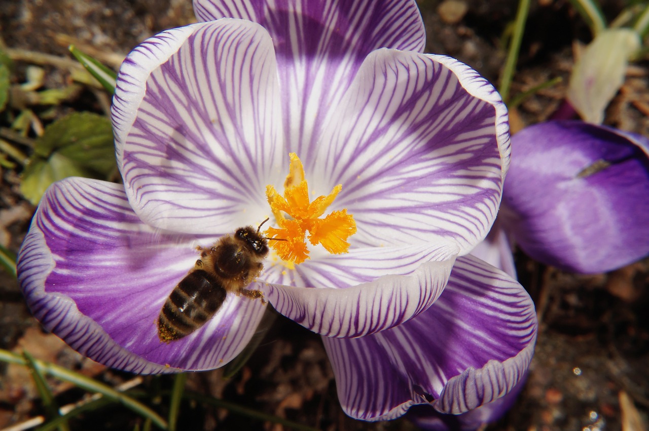 crocus flower blossom free photo