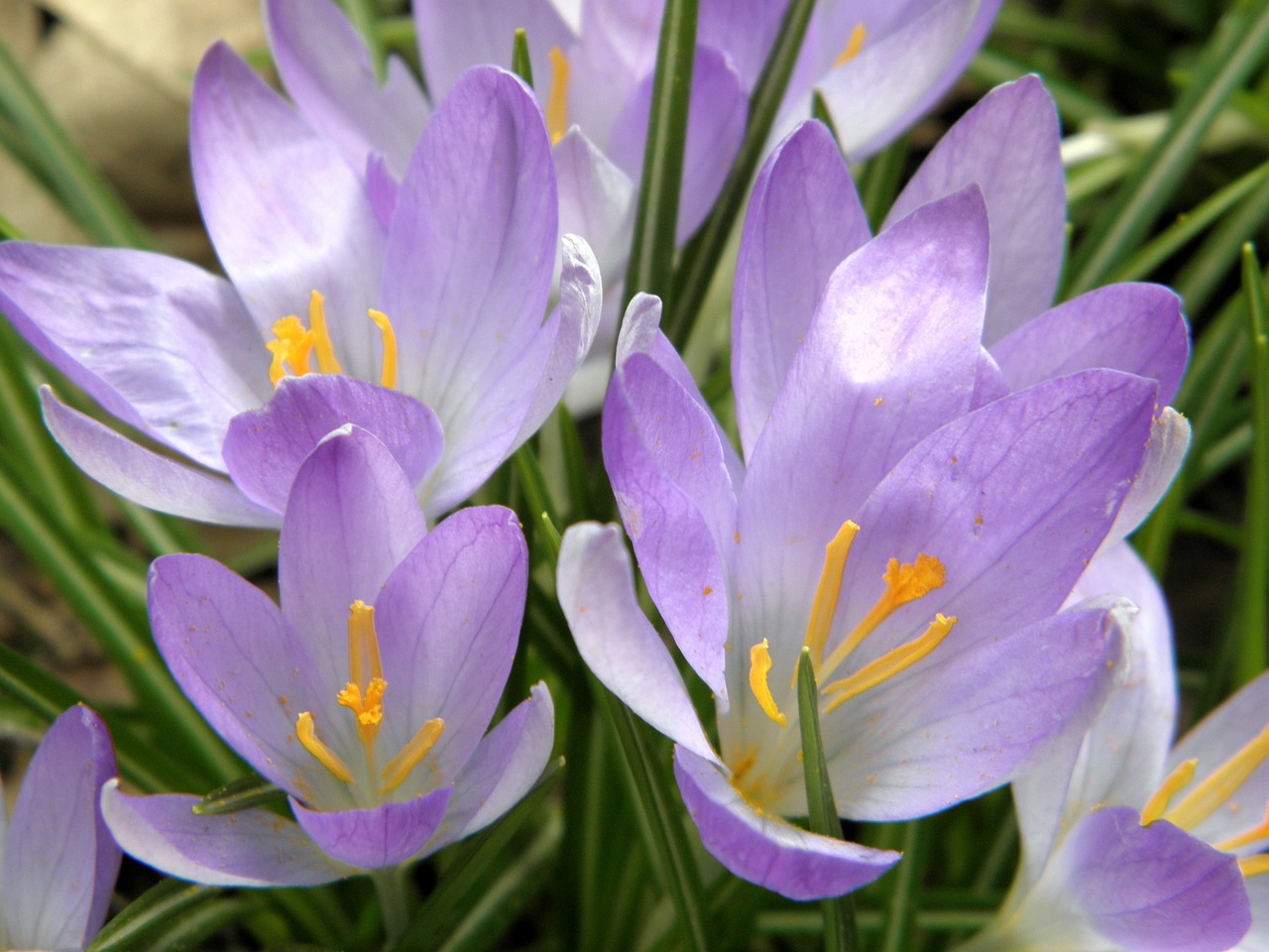 crocus purple flowers free photo