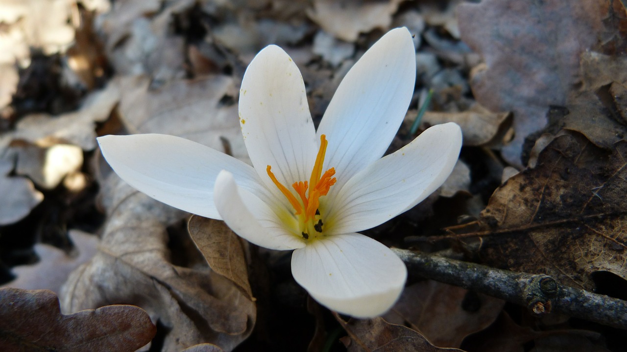 crocus white macro free photo