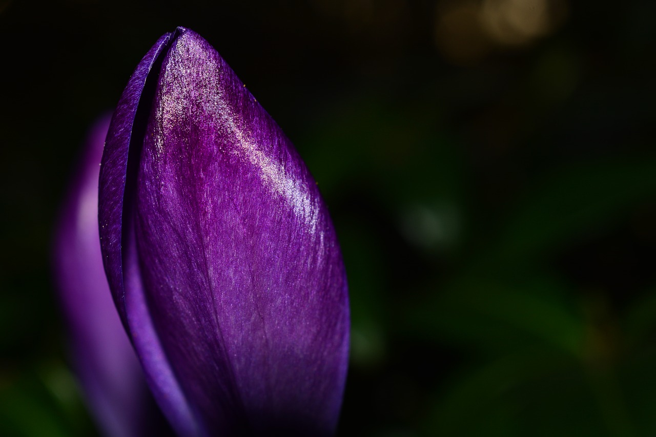 crocus flower spring free photo