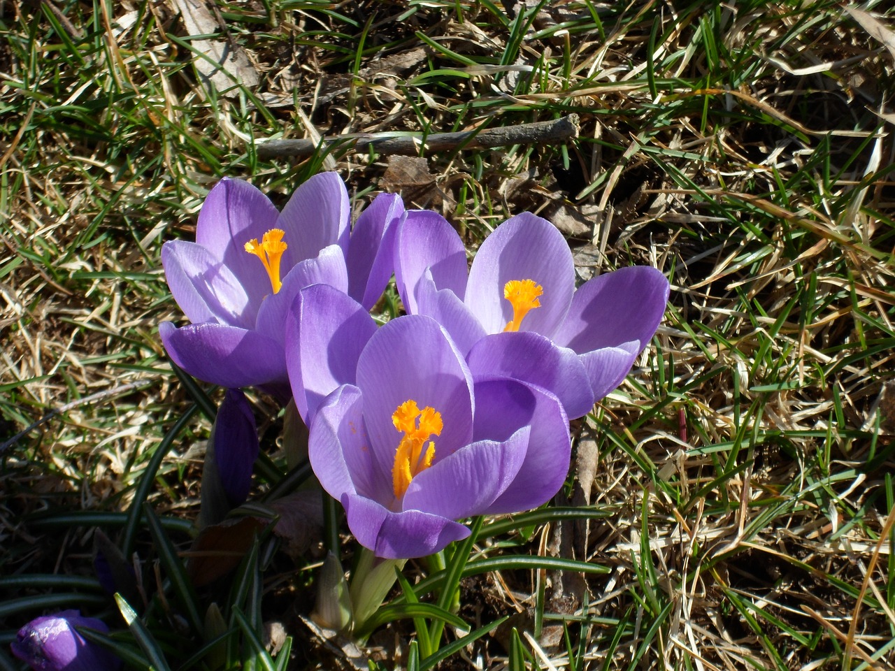 crocus spring flowers our characters free photo