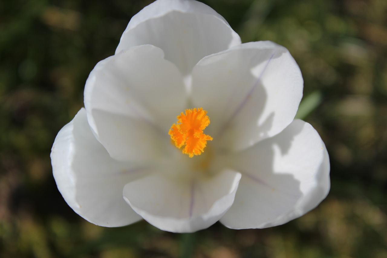 crocus spring flower free photo