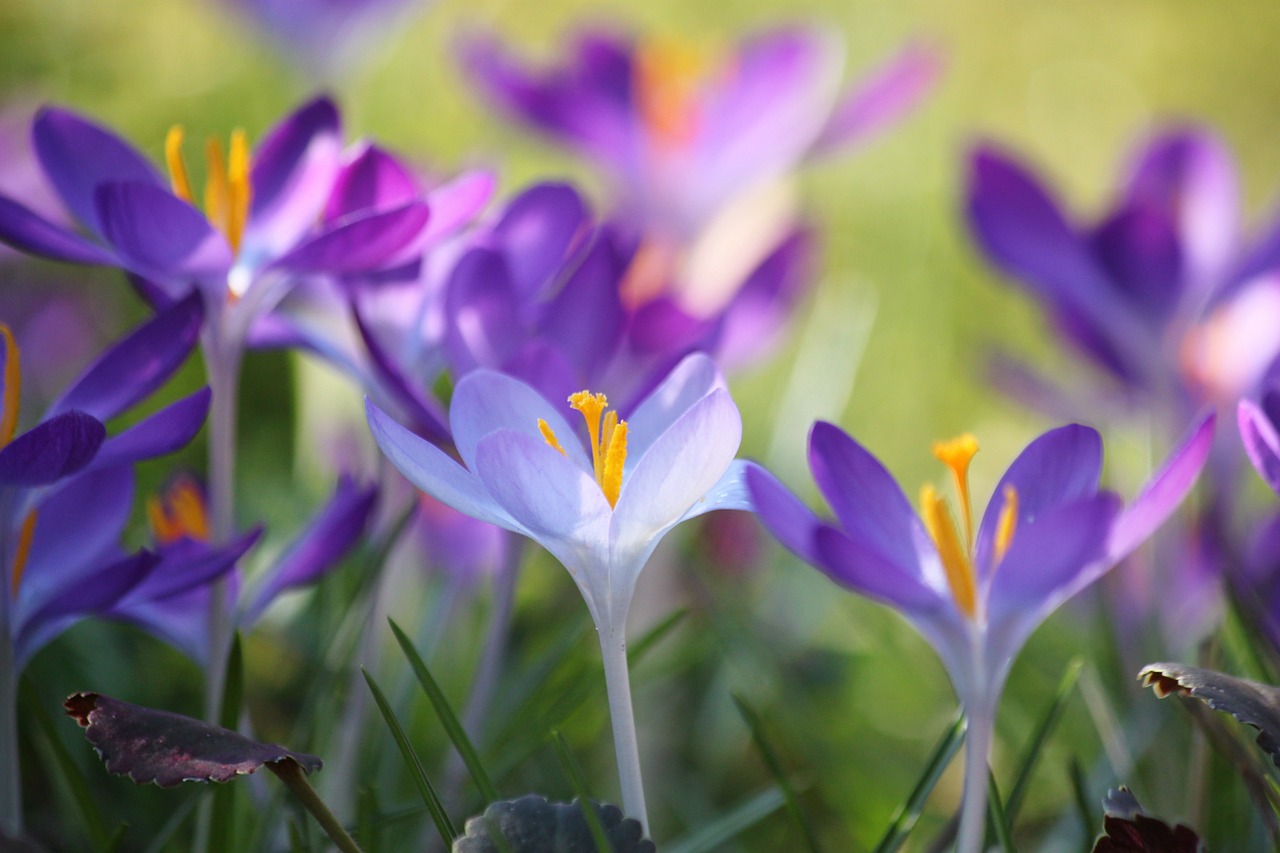 crocus flower spring free photo