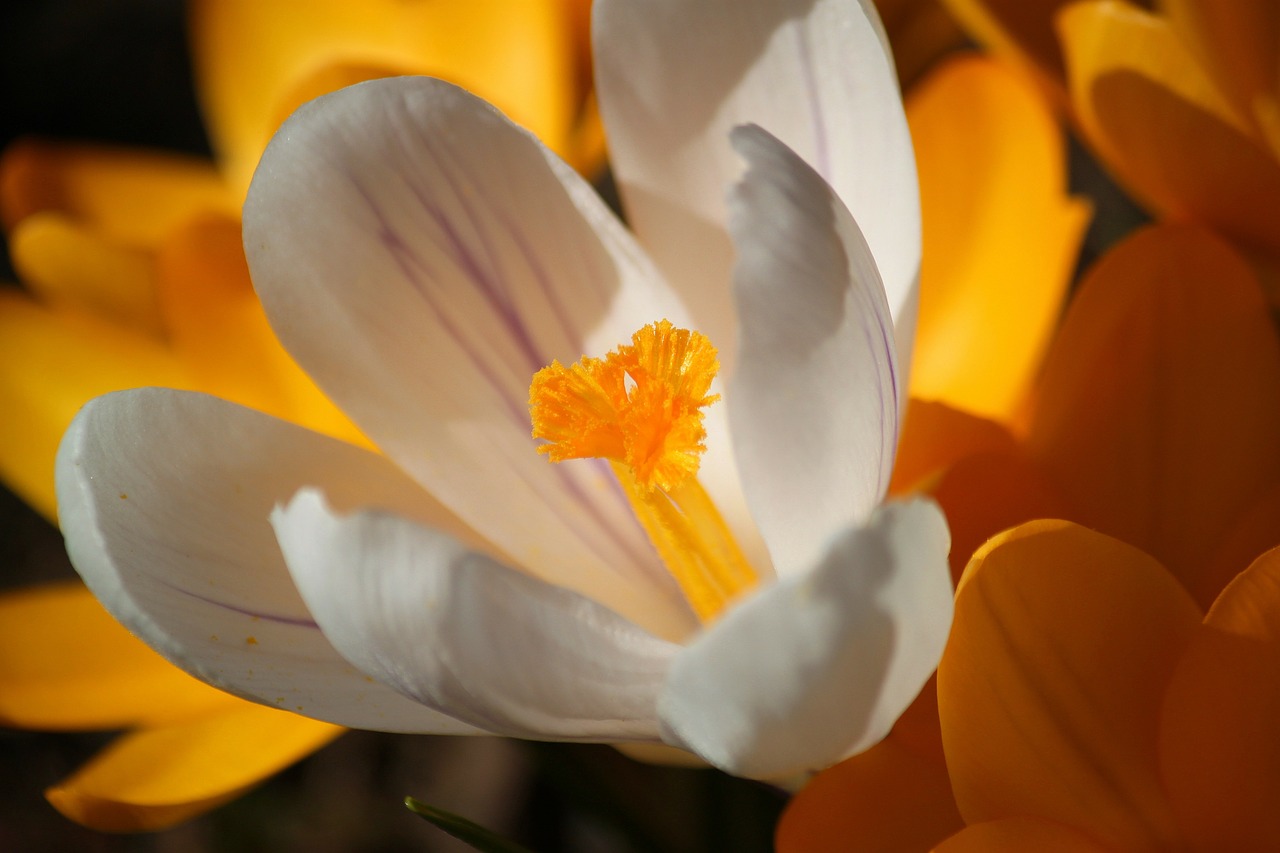 crocus blossom bloom free photo