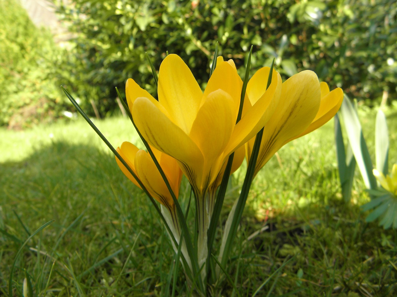 crocus flower spring free photo