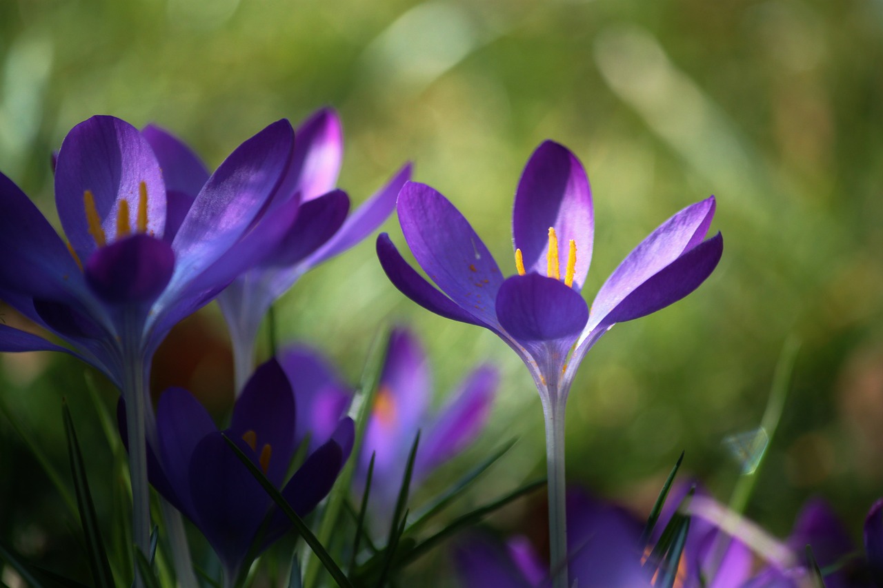 crocus flower spring free photo