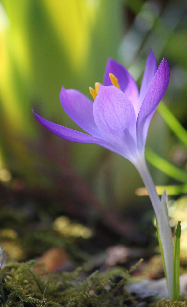 crocus flower spring free photo