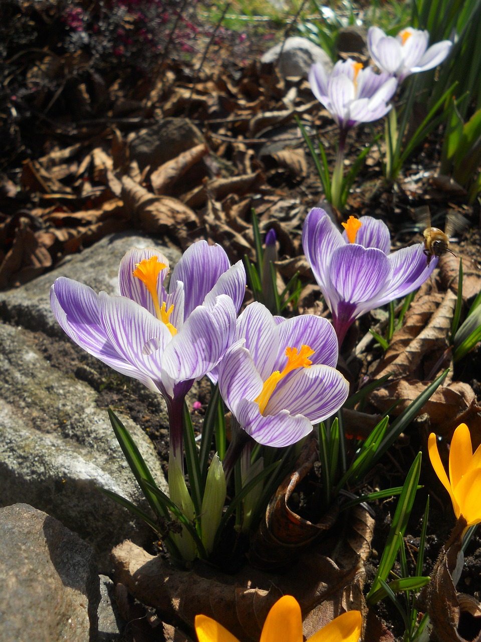 crocus spring flower free photo