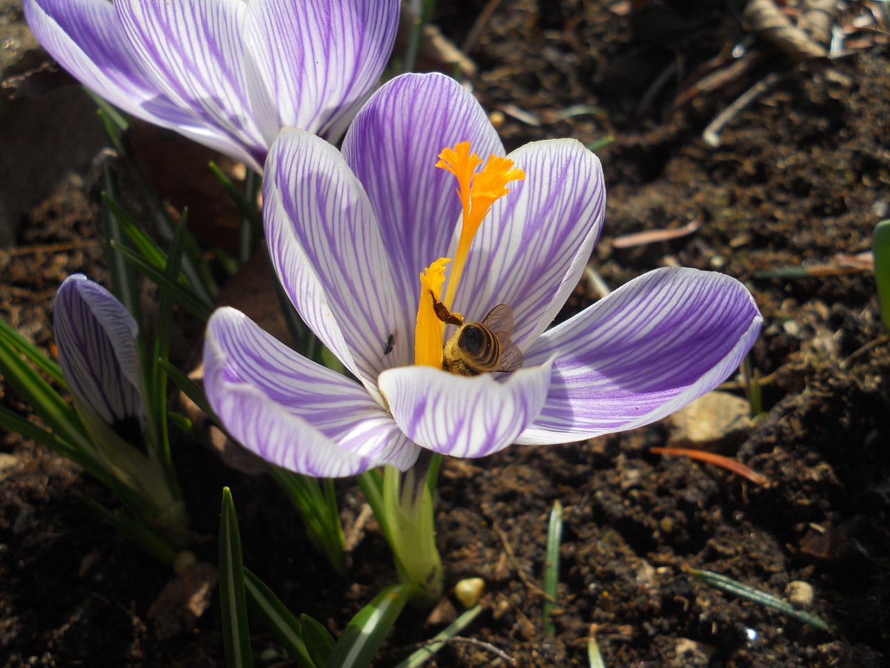 crocus spring flower free photo