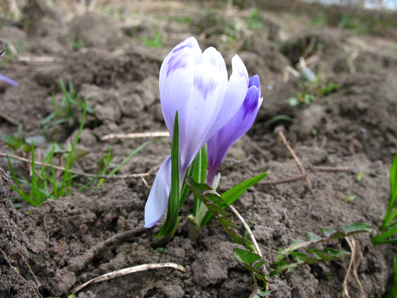 crocus nature spring free photo