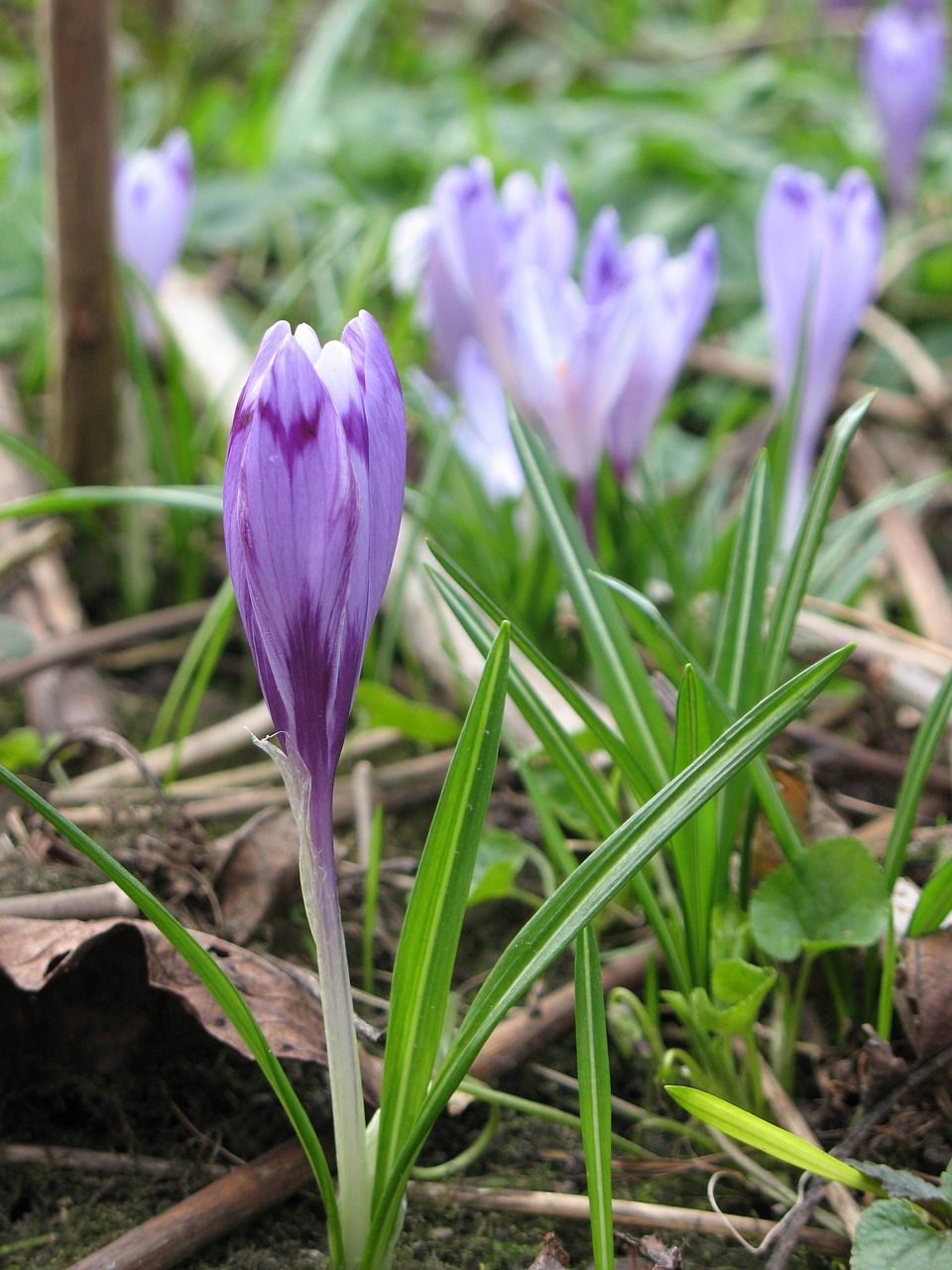 crocus nature spring free photo