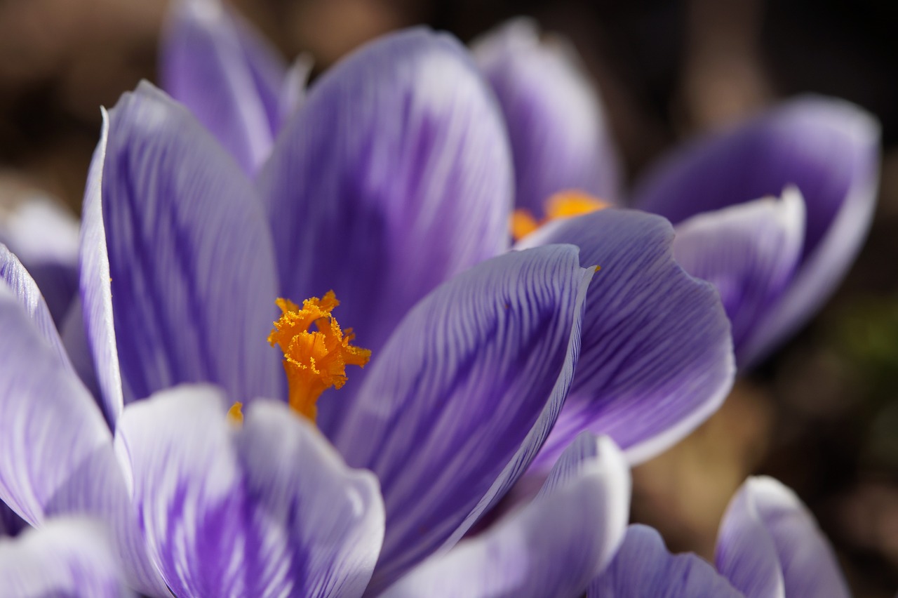 crocus stamp close free photo