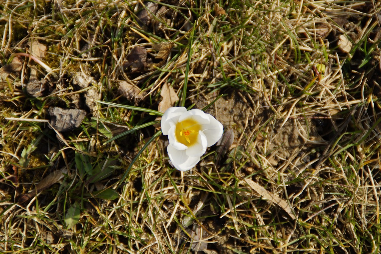 crocus individually lonely free photo