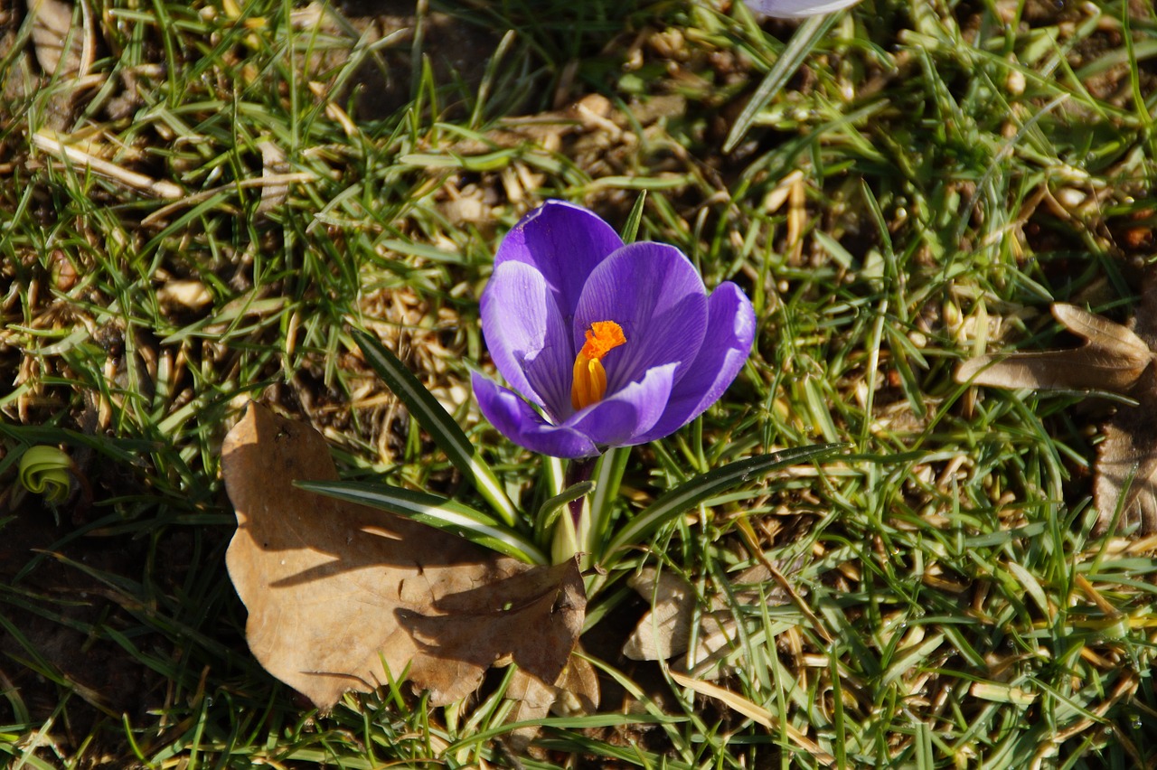 crocus spring purple free photo