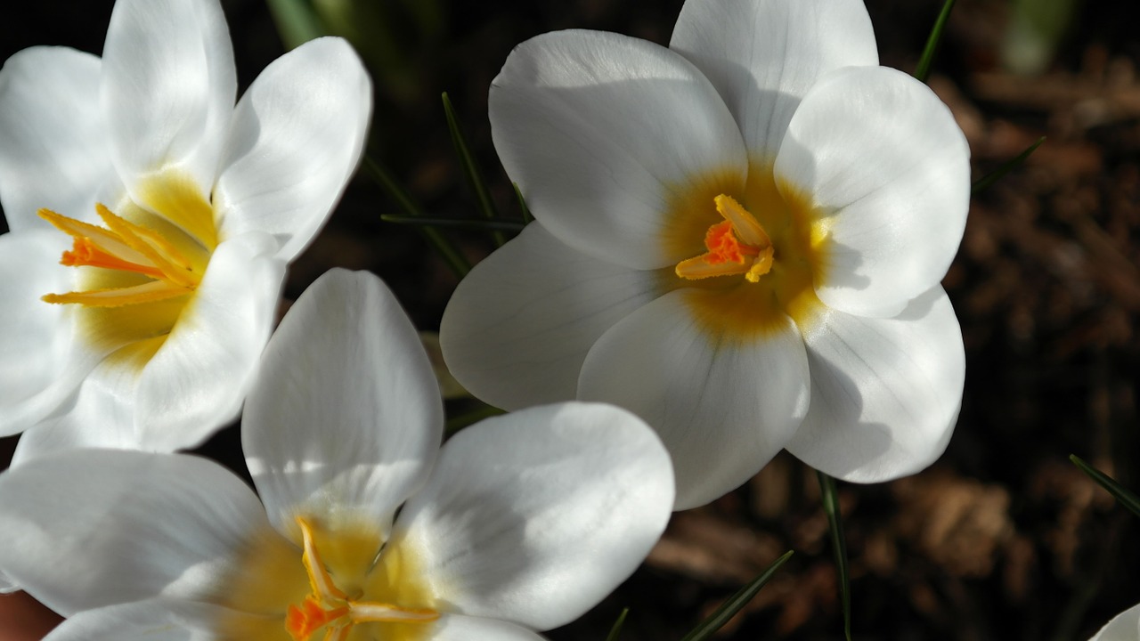 crocus plant garden free photo