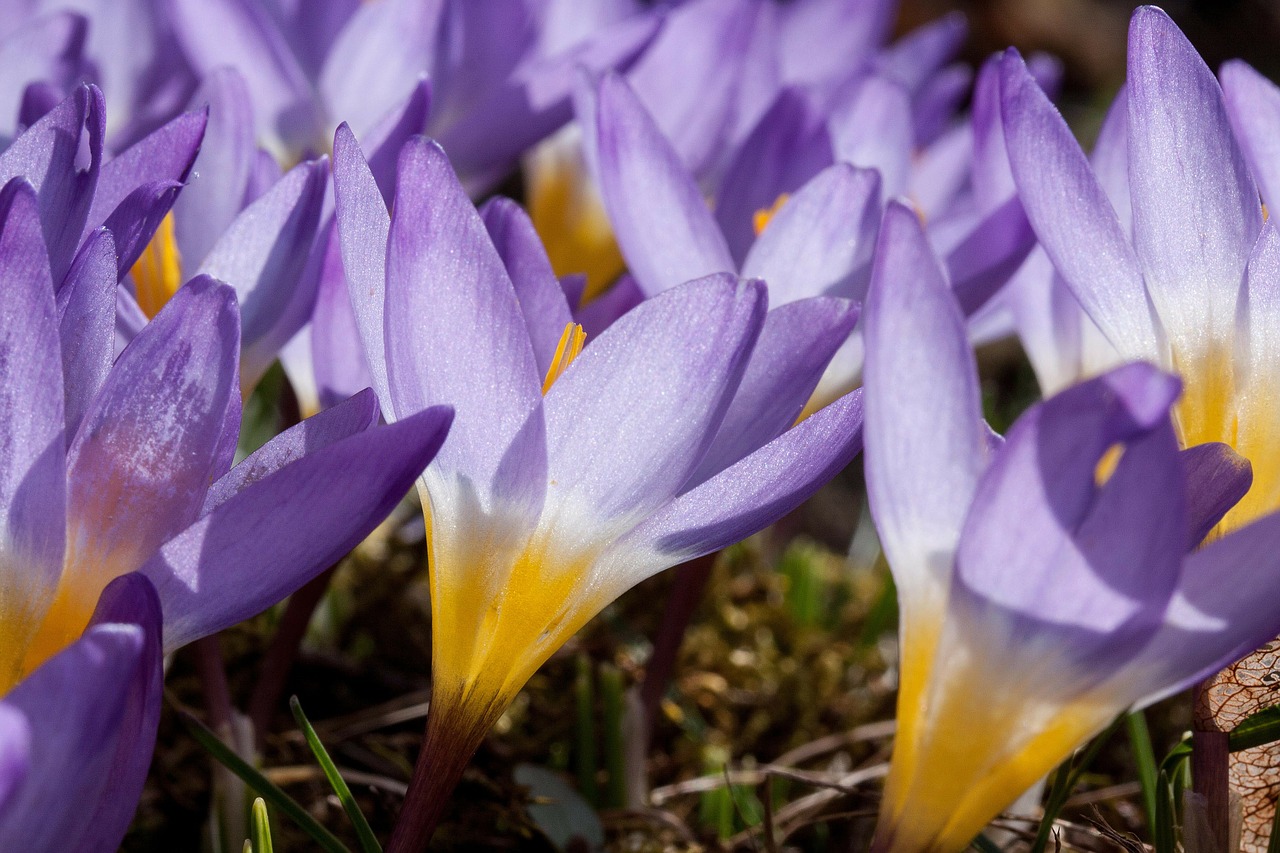 crocus wildform schwertliliengewaechs free photo