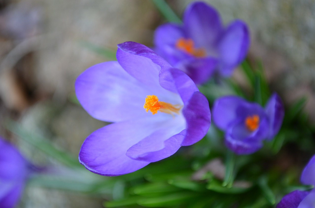 crocus purple blossom free photo