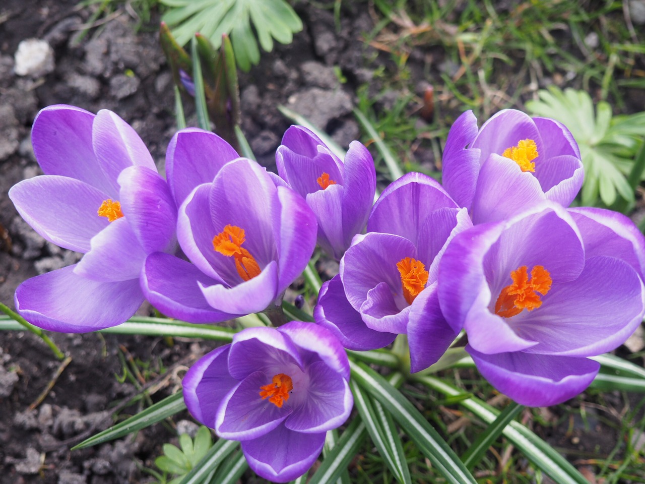 crocus purple flower bulbs free photo