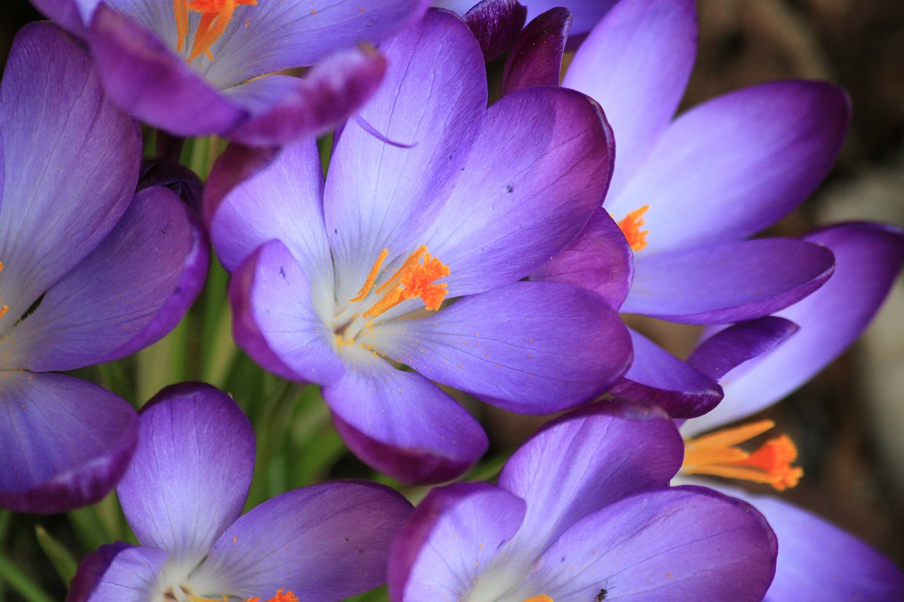 crocus flower spring free photo