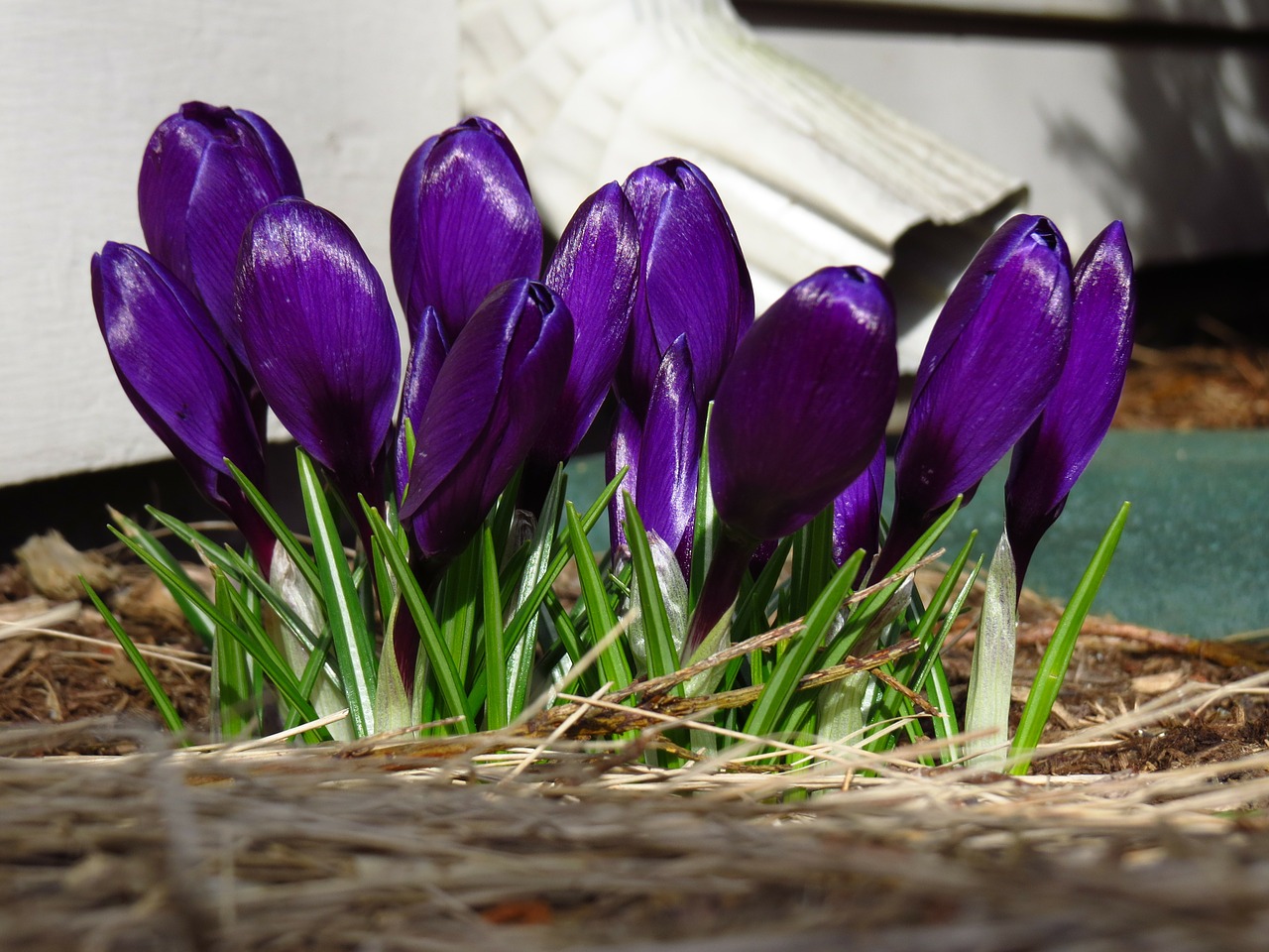 crocus flowers purple free photo