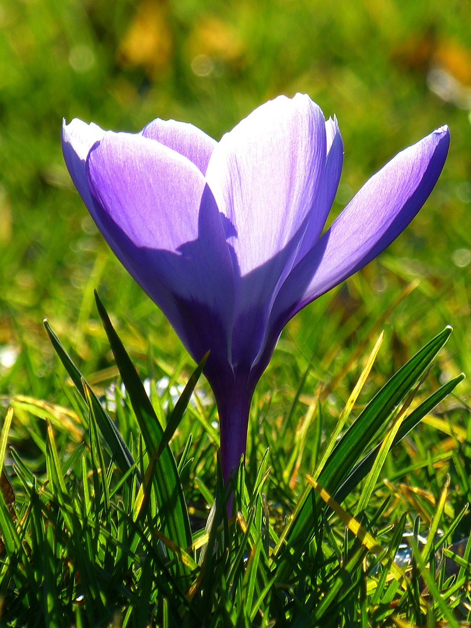 crocus blossom bloom free photo