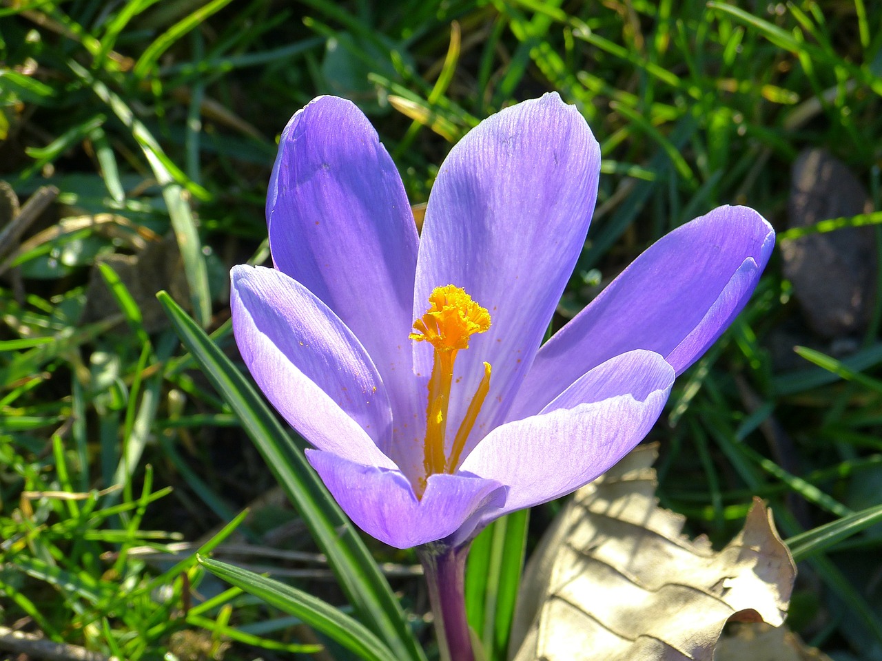 crocus blossom bloom free photo