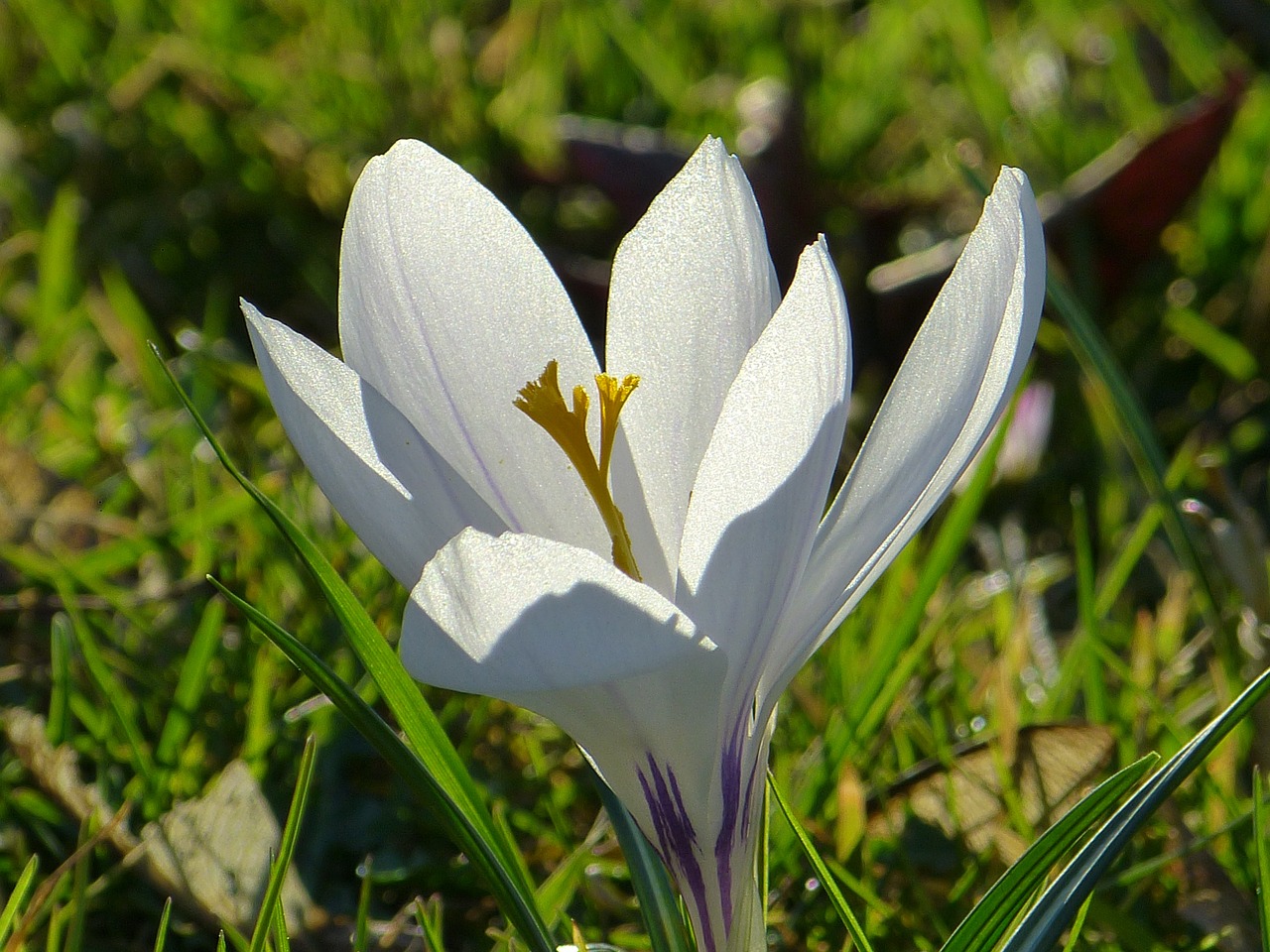 crocus blossom bloom free photo