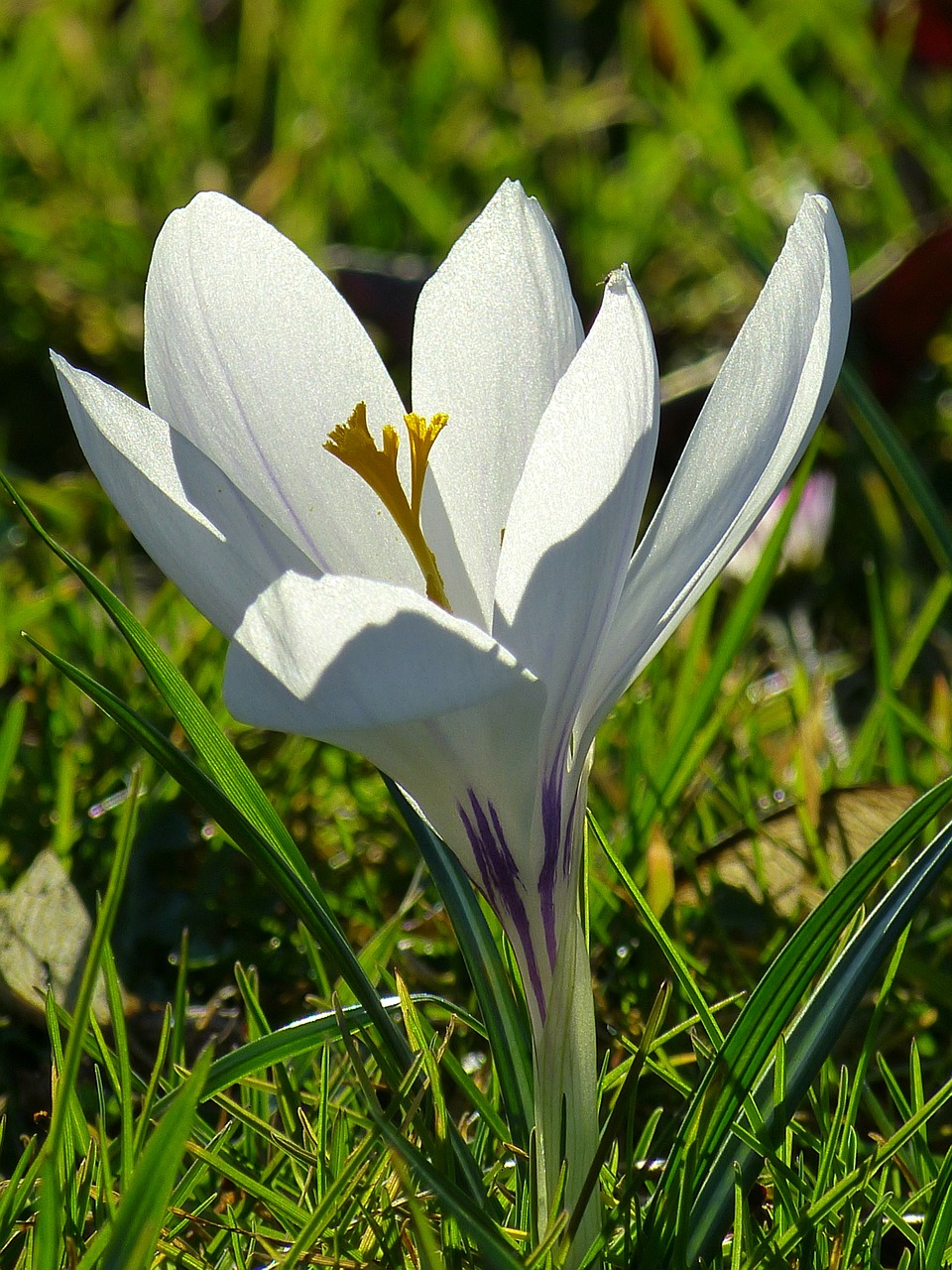 crocus blossom bloom free photo