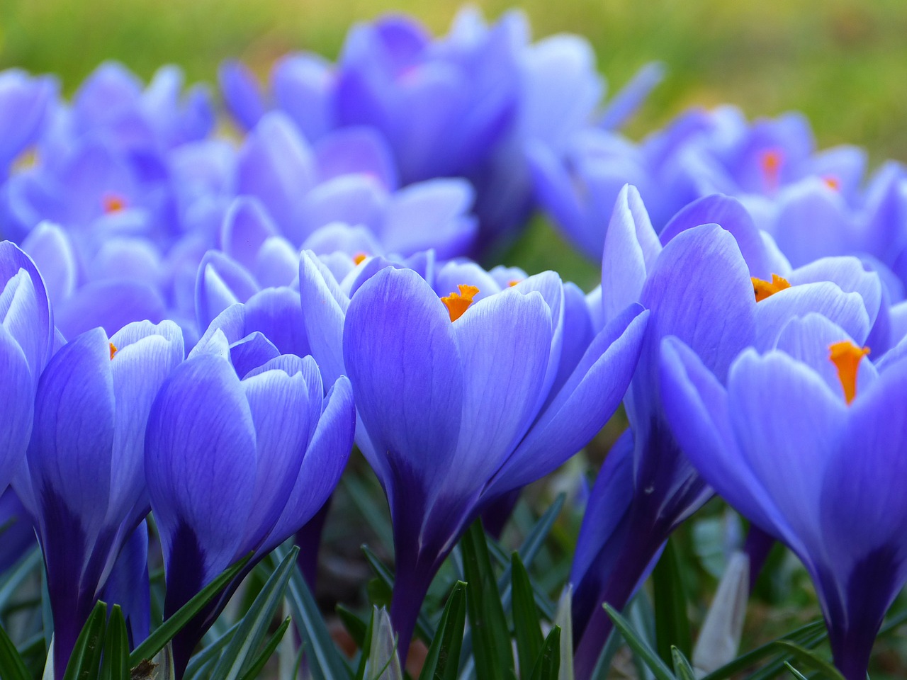 crocus blossom bloom free photo